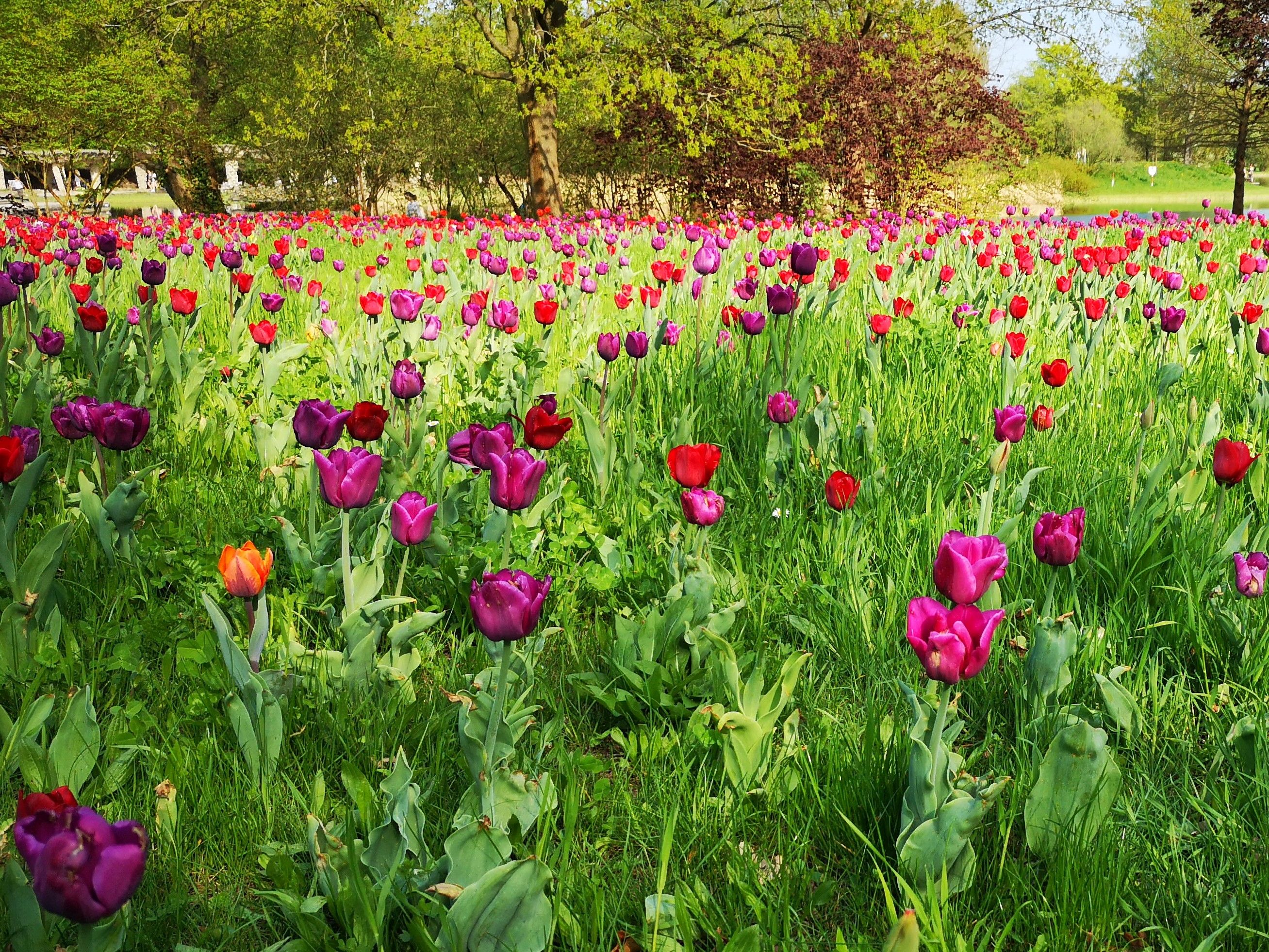47+ nett Bilder Tulipan Britzer Garten Tulipan Im